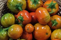 20230812 Auberginen-Ernte
