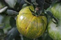 20230826 Tomaten