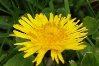 20240331 Garten