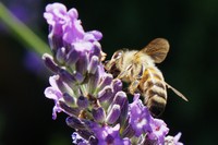 20240707 Garten