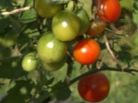 20240819 Tomaten