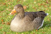 20241124 Baggerweiher Untergrombach