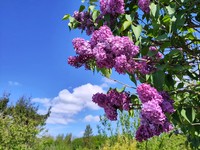 20250420 Garten