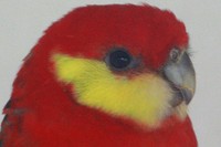 20250427 Vogelpark Untergrombach
