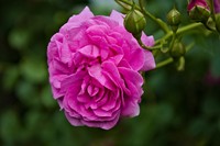 20250529 Garten