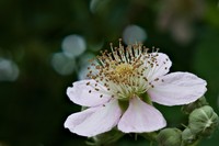 20250601 Garten