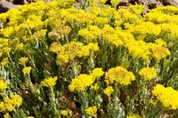 20250910 Teneriffa Botanischer Garten El Portillo
