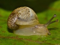 20251123 Schnecke
