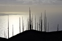 20251204 La Palma Tajogaite