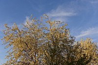 20260408 Garten Blüten