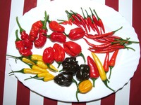 2006