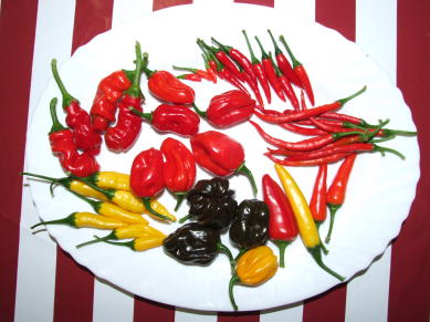 [Chili]