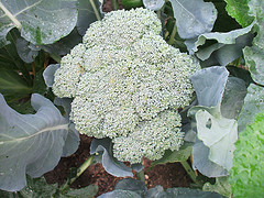 Picture of Broccoli