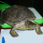 OLPC at a school for the disabled in Managua