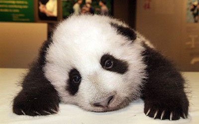 Sad Panda